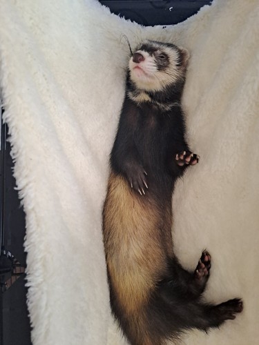 furetto
