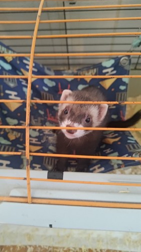 Cucciolo furetto - di,